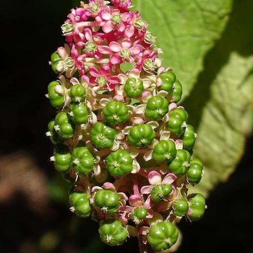 Phytolacca japonica other