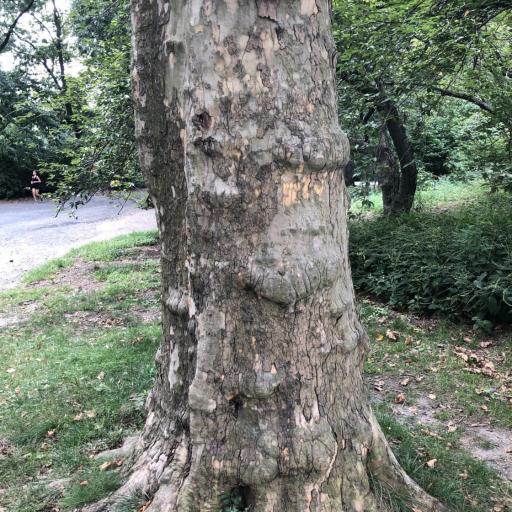 Platanus × hispanica other