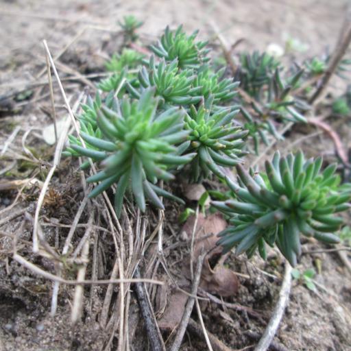 Petrosedum rupestre other