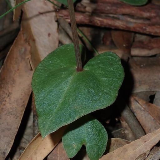 Acianthus fornicatus — houseplant care guide