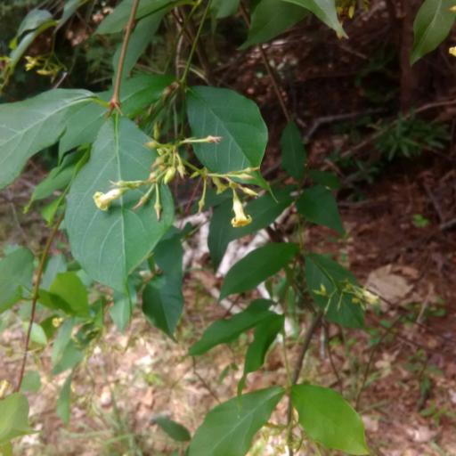 Thyrsanthella difformis other