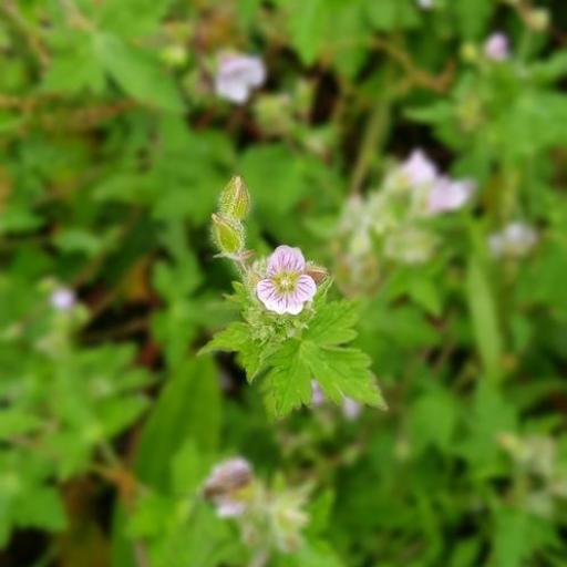 Geranium seemannii other