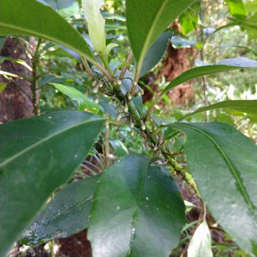 Melicytus macrophyllus — search result for 'Violaceae'
