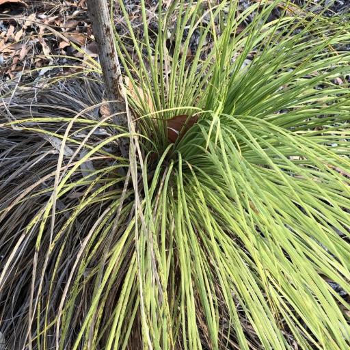 Xanthorrhoea latifolia other