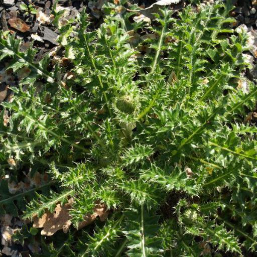 Cirsium acaule other
