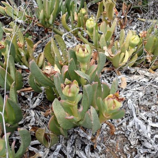 Carpobrotus mellei other