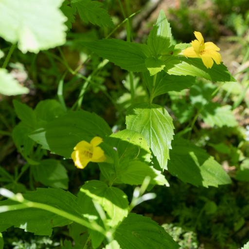 Erythranthe dentata — houseplant care guide