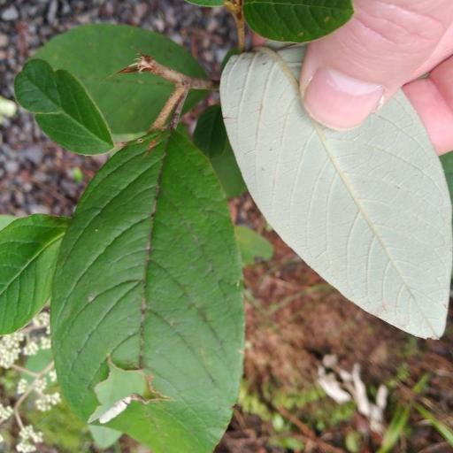 Pomaderris kumeraho — related species from the same genus