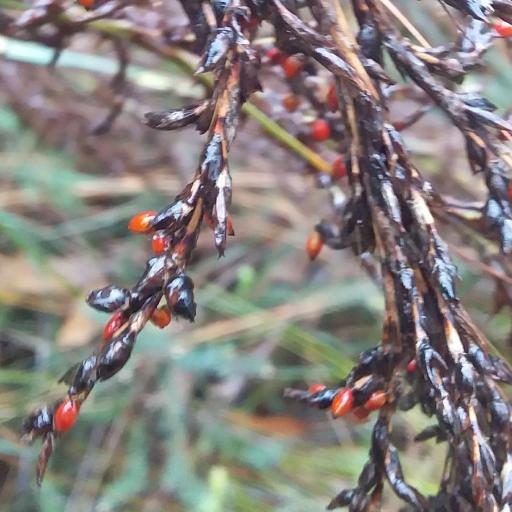 Gahnia sieberiana — search result for 'Cortaderia'