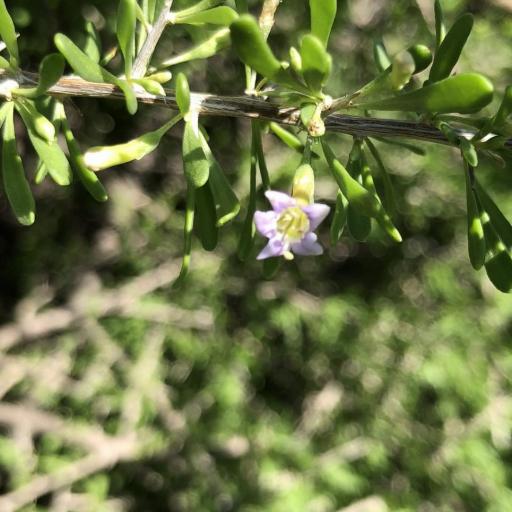 Lycium andersonii other