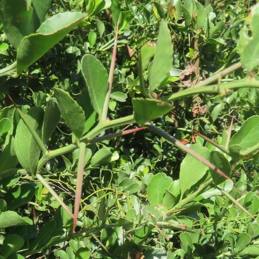 Gymnosporia nemorosa other