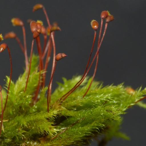 Sciuro-hypnum populeum — houseplant care guide