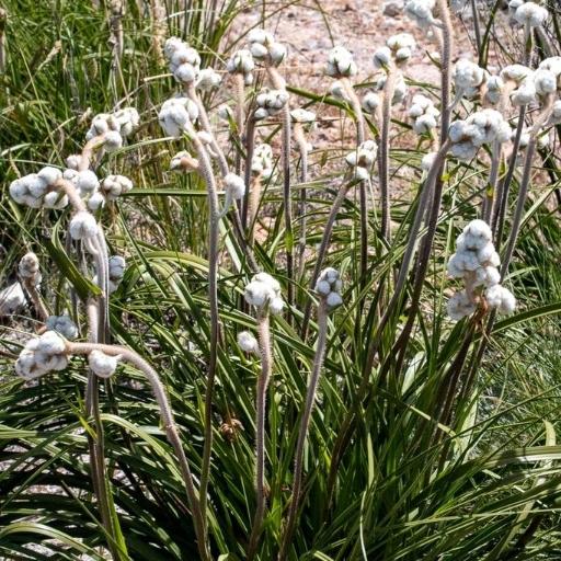 Lanaria lanata — houseplant care guide