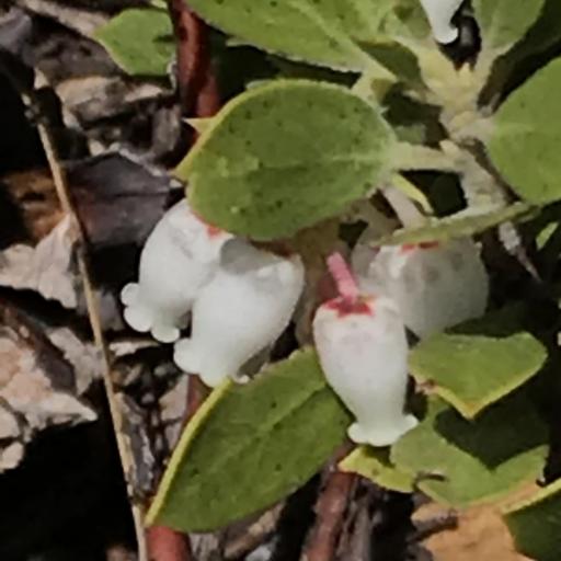 Arctostaphylos nevadensis other