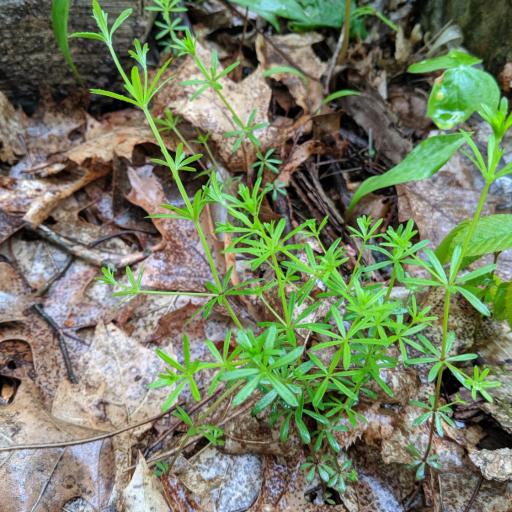 Galium concinnum other