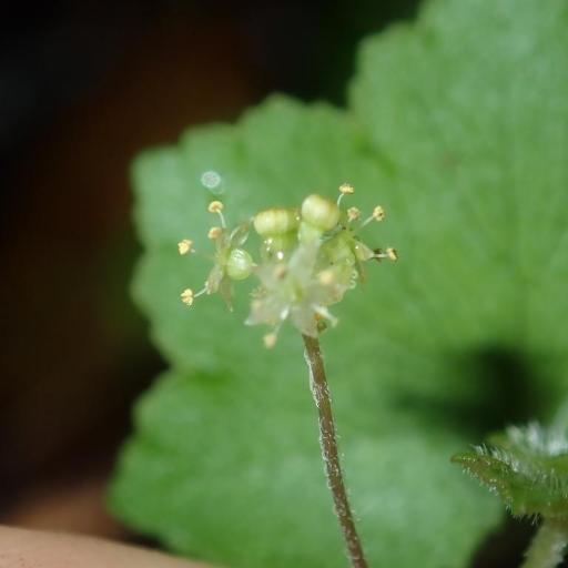 Hydrocotyle hirta other