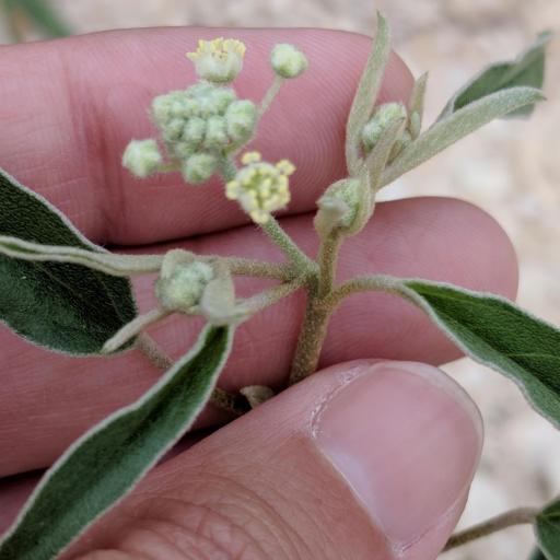 Croton texensis other