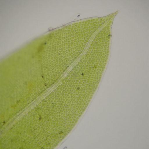 Fissidens bryoides — houseplant care guide