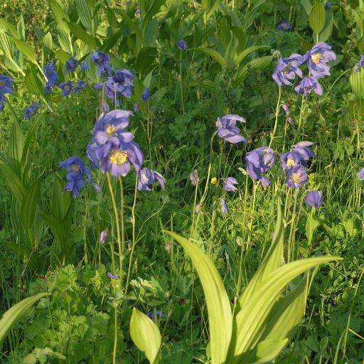 Aquilegia glandulosa other