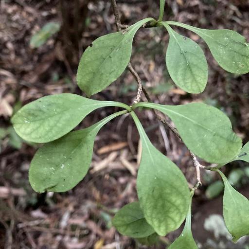 Coprosma foetidissima other