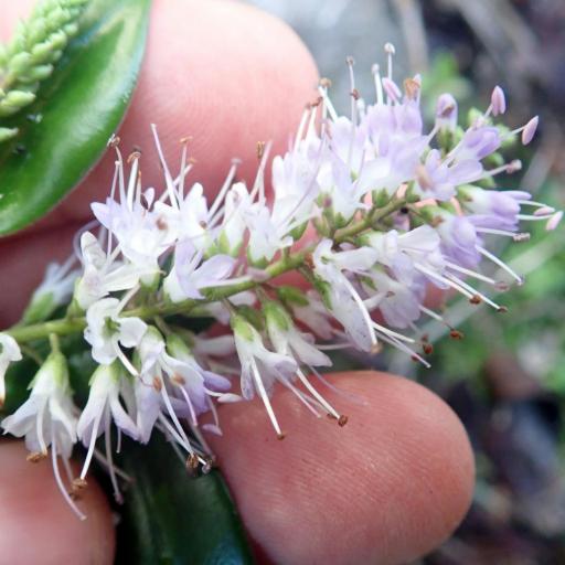 Veronica bishopiana — houseplant care guide