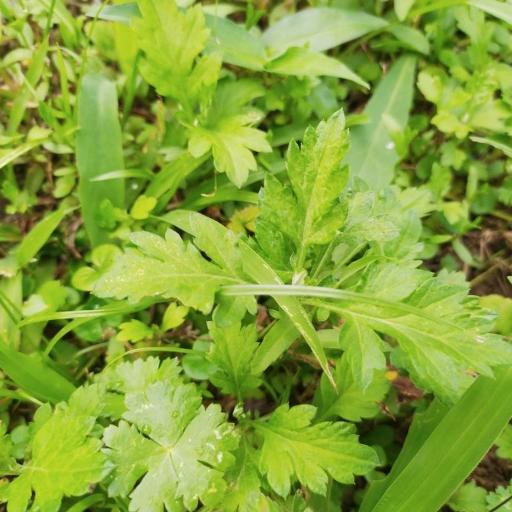 Artemisia indica other