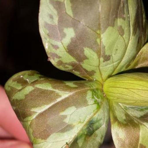 Trillium foetidissimum other