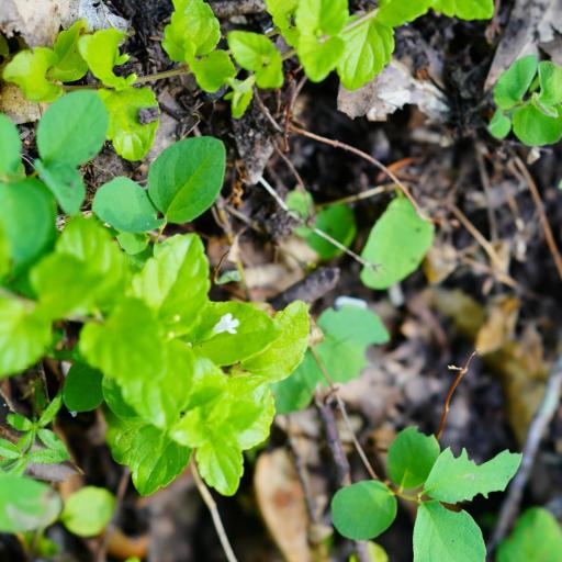 Micromeria douglasii other