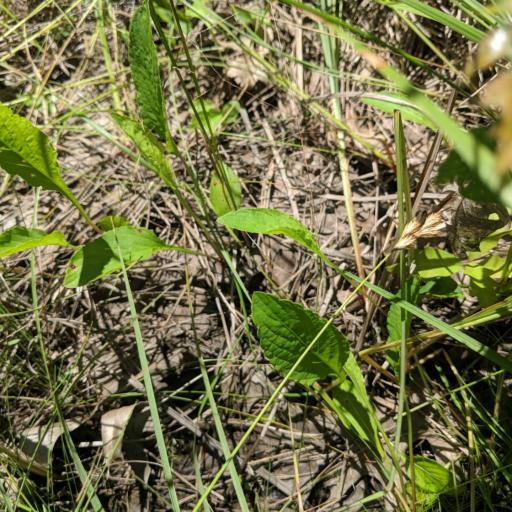 Viola primulifolia other