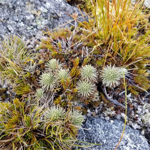 Celmisia sessiliflora other