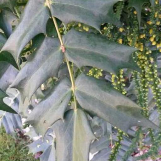 Berberis × hortensis — search result for 'Berberis'