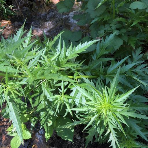 Datisca glomerata — related species from the same genus