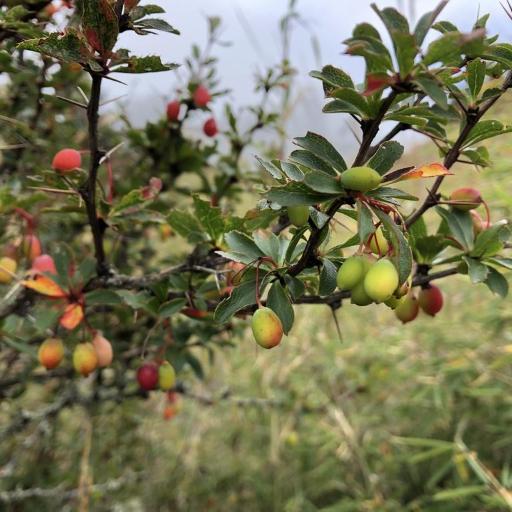 Berberis morrisonensis — houseplant care guide