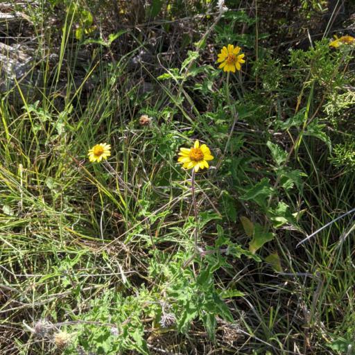 Simsia calva — related species from the same genus