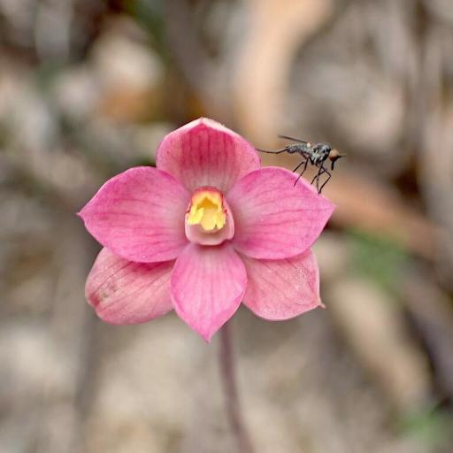 Thelymitra rubra — houseplant care guide