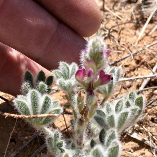 Lupinus concinnus — search result for 'Lupinus'