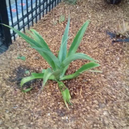 Agave virginica — search result for 'Agave'