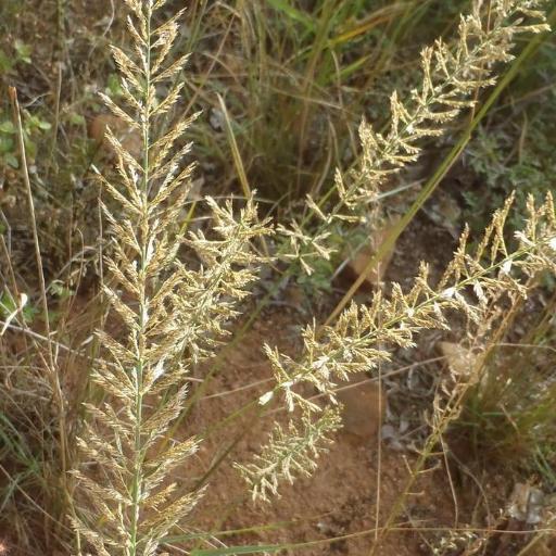 Pogonarthria squarrosa other