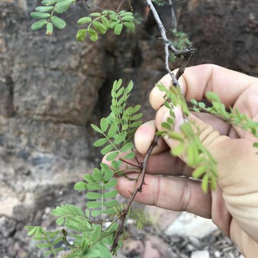 Senegalia roemeriana other