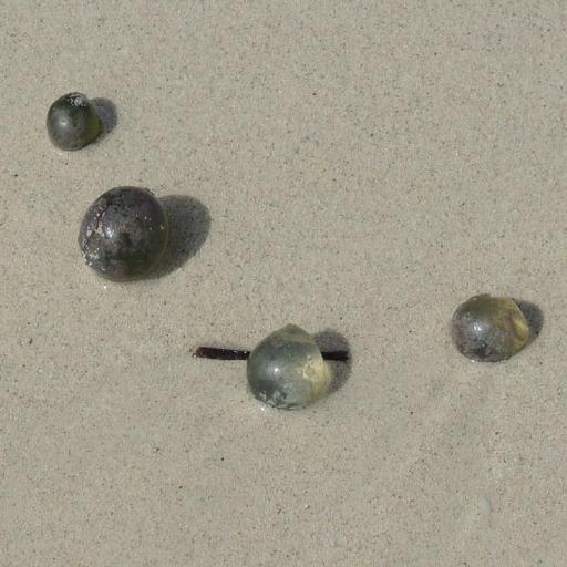 Valonia ventricosa other