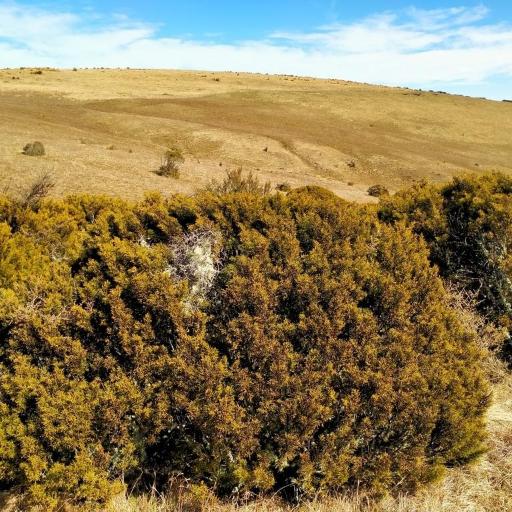 Halocarpus bidwillii — houseplant care guide