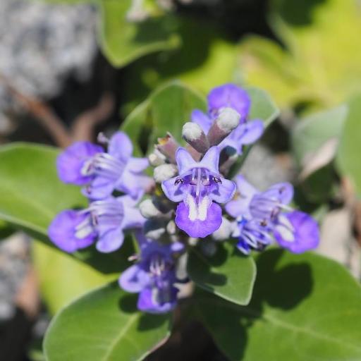 Vitex rotundifolia other
