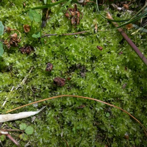 Plagiomnium cuspidatum other