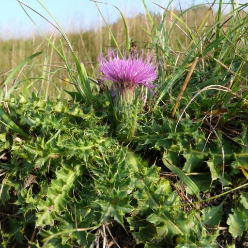 Cirsium acaule