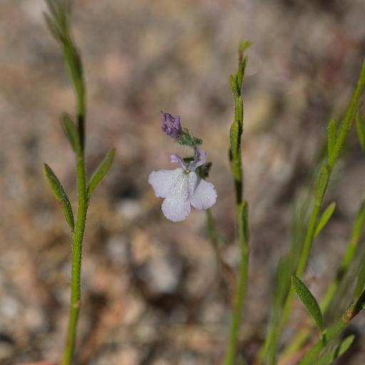 Sairocarpus coulterianus other