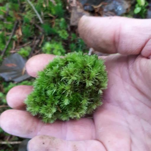 Leucobryum glaucum — related species from the same genus