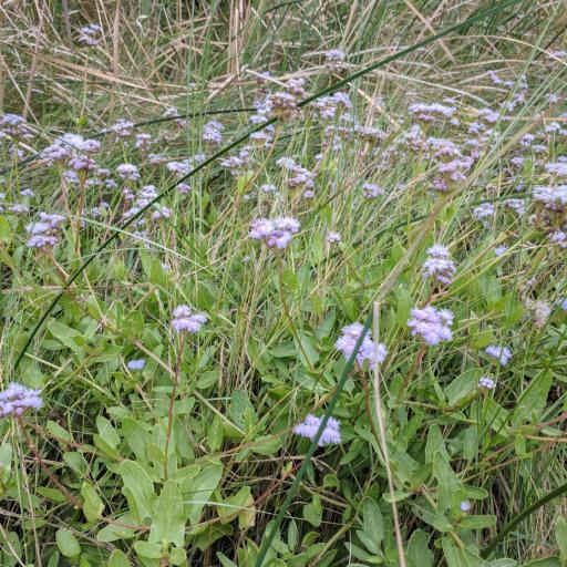 Conoclinium betonicifolium other