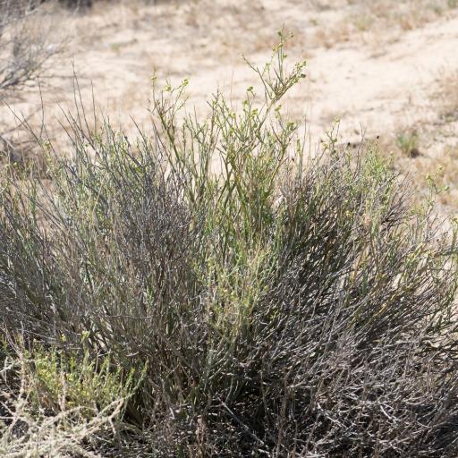 Thamnosma montana — search result for 'Citrus'