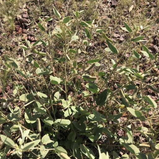 Senna bauhinioides other