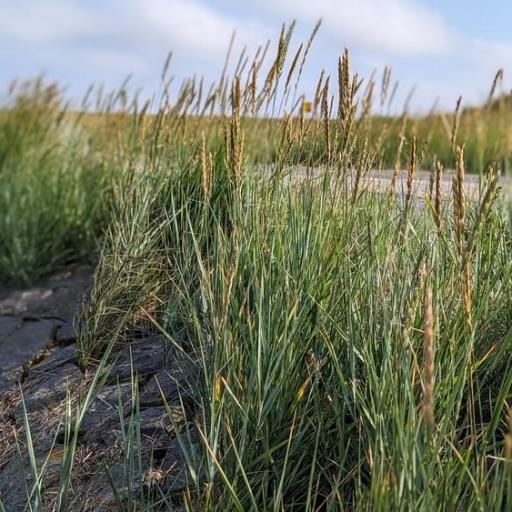 Elymus athericus other